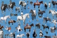 5-Happy-Trails-scaled