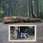 Douglas Fir Tree (2011)